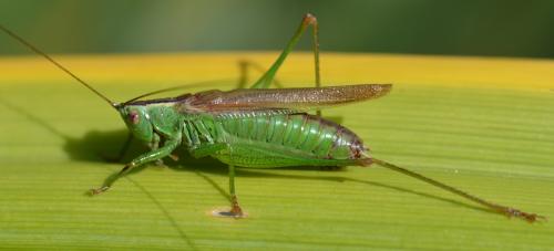Réf. 347 852 : Conocephalus fuscus